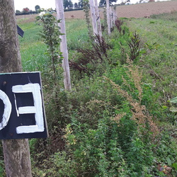 Agroforesterie