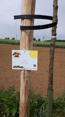 Gourmands Pruniers 03-06-2017 12