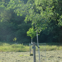 VergerOlne