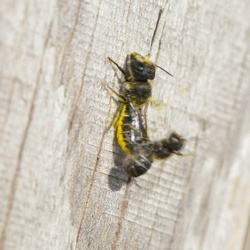 Ethologie