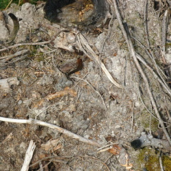 Herpétologie
