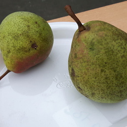 Pomologie