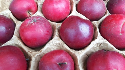 Geneva Collection-CRA-W Fete Pommes Modave 02-10-2016 02