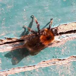 Entomologie
