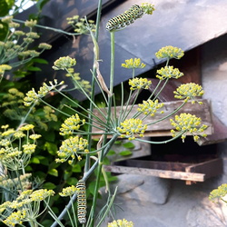 Entomologie