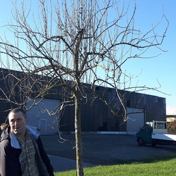 Arboriculture