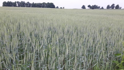 Froment CDLT 2017 07