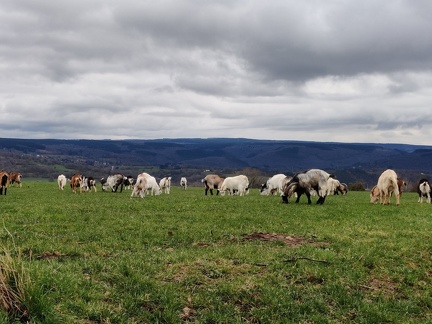 chevres Heid-des-gattes 15-03-2022 01
