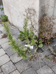 Lactuca muralis Sprimont 23-07-22 02