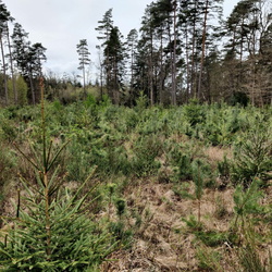 Gestion de la forêt