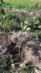 834 Fenouil-batard CDLT 06-10-2018 05 1296x2304