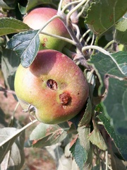 Degat-Pommes Les-Cortils 11-07-2018 07