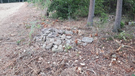 Cultures St-Roch 23-08-2020 08