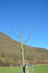 VergerOlne 41 2019-02-25 02