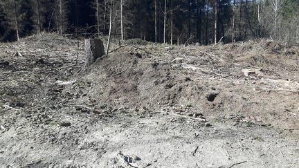 Fourmillieres warnoumont 05-04-2020 05