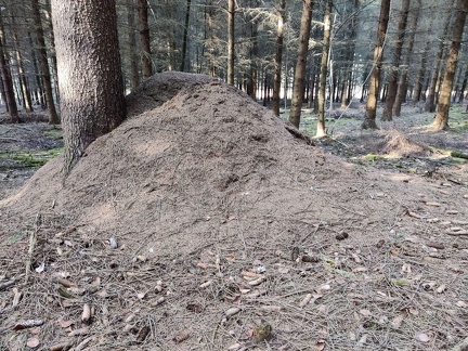 Bois de Warnoumont Sprimont 04-04-2021 01