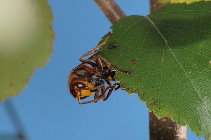 Frelon capturant Abeille Bois-de-Xhoris 05 septembre 2010 19