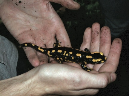 Salamandra salamandra Bois-Rognac Liege BE 29-08-2004 01