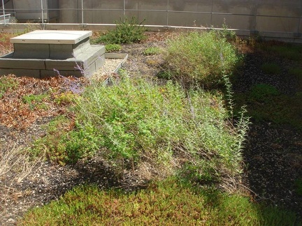 Toiture vegetale Marseille 15-06-2012 11