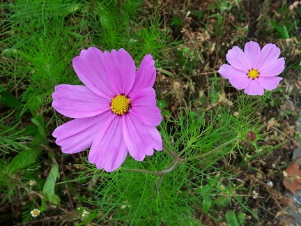 Melange Fleuri Liege 04-08-2016 28