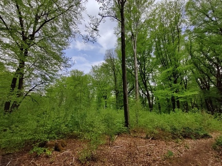 Futaie jardinee formation Code Forestier bois Vecquee 10-02-2021 03