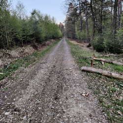 Gestion de la forêt