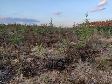 bande boisee semis bouleaux pins Ferrieres 07-05-21 02