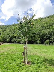 Verger Olne 011 08-08-2021 03