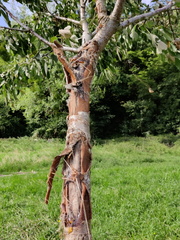 Verger Olne 015 08-08-2021 03