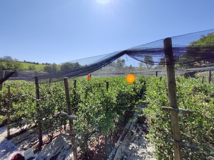 Myrtilles de Chardeneux 14-08-2021 15