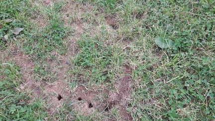 Campagnols Cortils 17-10-2016 04