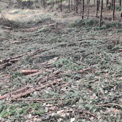 Gestion de la forêt