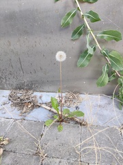 Taraxacum sp Sprimont 18-07-22 37
