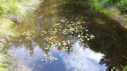 Marre-de-Potter 11-07-2017 04