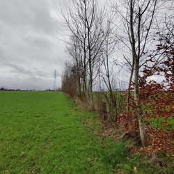 Agroforesterie