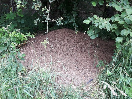 Fourmiliere sprimont 23-06-2018 07